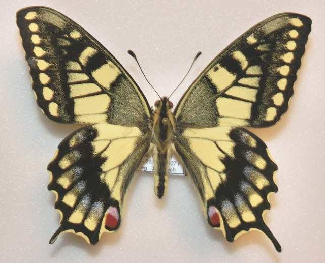 Papilio machaon (aberration,poland) (Internet Image property of respective owner, non-commercial use only)